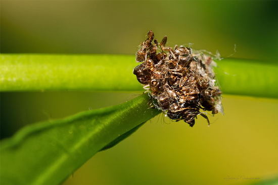 Crisopa
