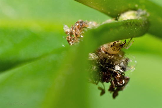Crisopa