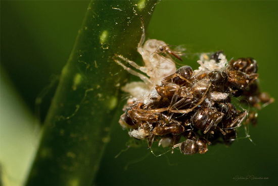 Lacewing