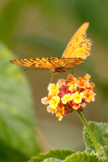Espejitos