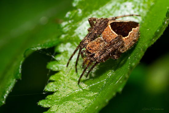 Orb weaver
