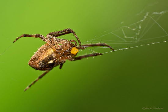 Orb weaver
