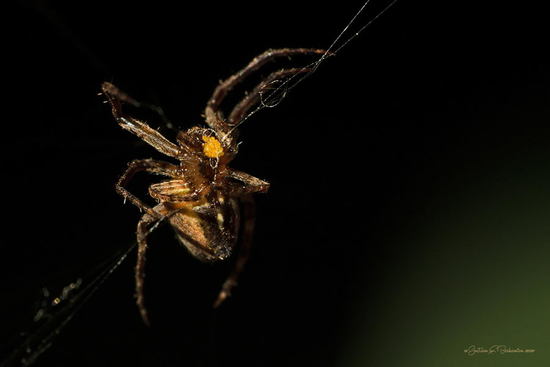 Orb weaver