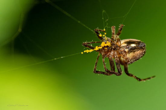 Orb weaver