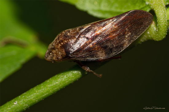 Spittlebug