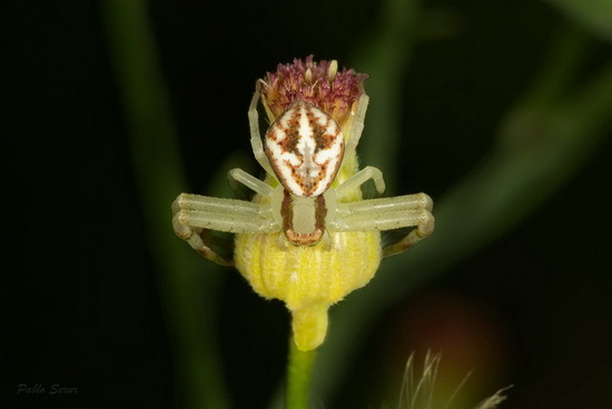 Crab spider