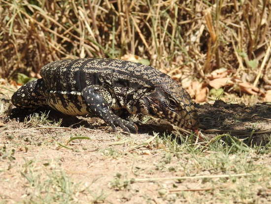 Lagarto overo