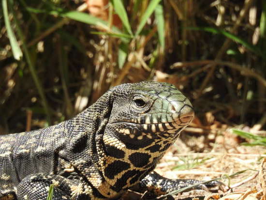 Lagarto overo