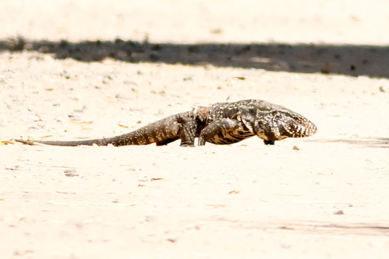 Lagarto overo