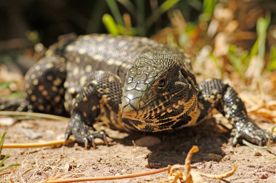 Lagarto overo