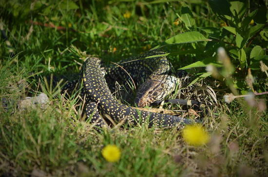 Lagarto overo