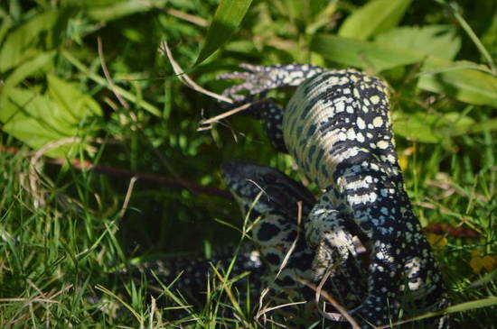 Lagarto overo