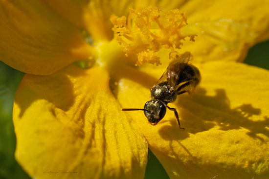 Sweat bee