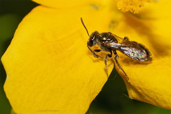 Sweat bee