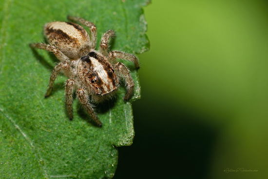 Araña saltadora