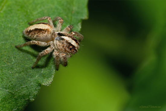 Araña saltadora