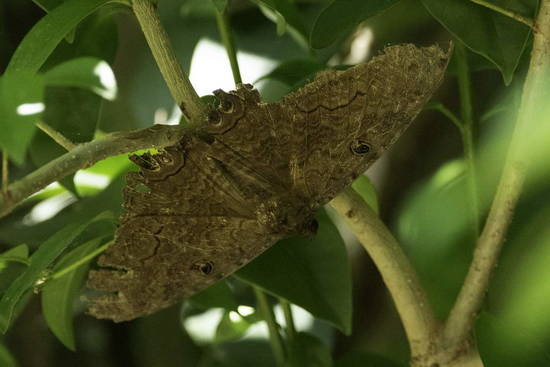 Polilla bruja