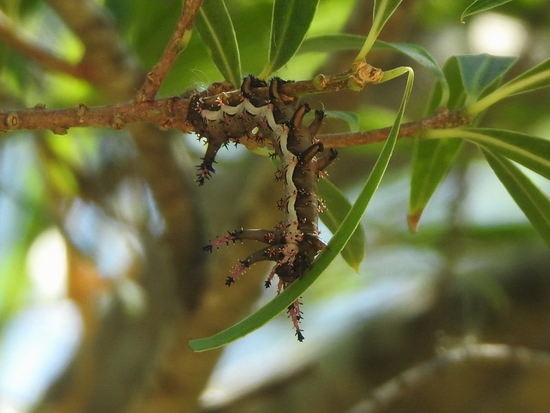 Polilla de la calavera
