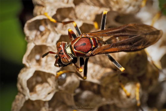 Avispa papelera colorada
