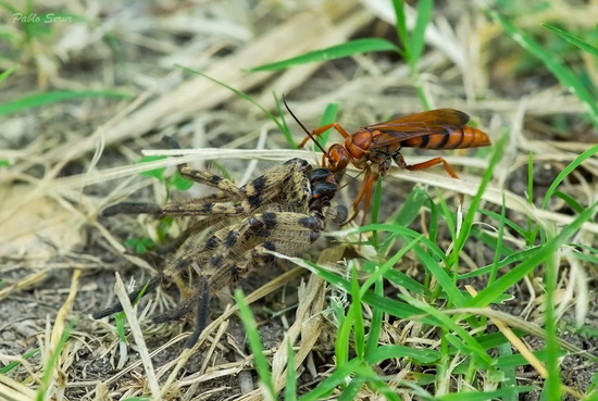 Spider wasp