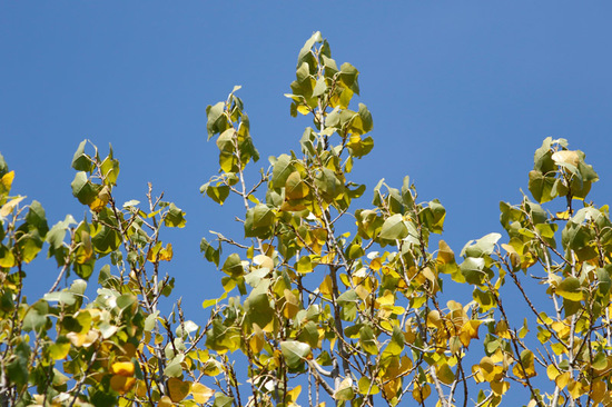 Álamo negro/Black poplar