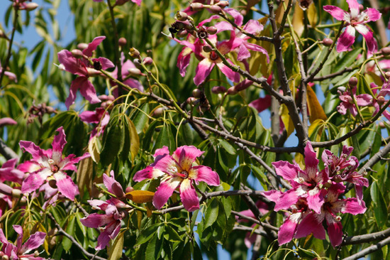 Palo borracho/Silk floss tree