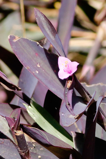 Tradescantia púrpura/Purple heart