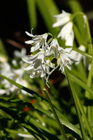 Lágrima de la virgen/Three-cornered leek