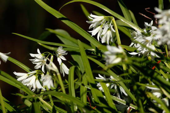 Lágrima de la virgen/Three-cornered leek