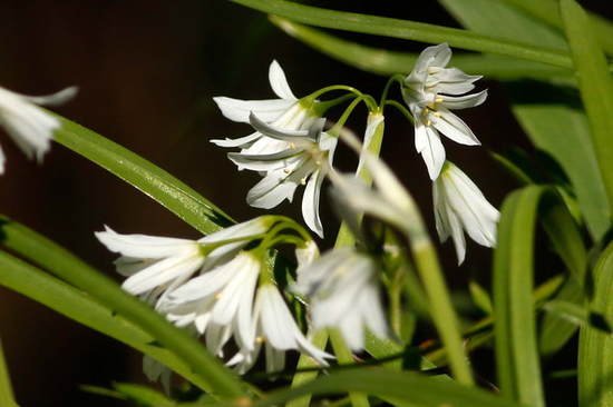 Lágrima de la virgen/Three-cornered leek