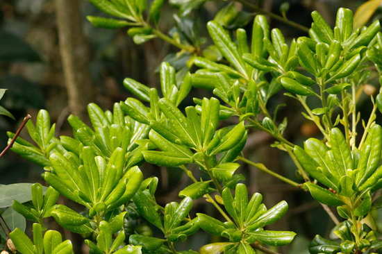 Azarero/Japanese pittosporum