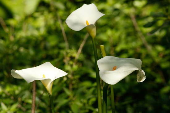 Cala/Calla lilly