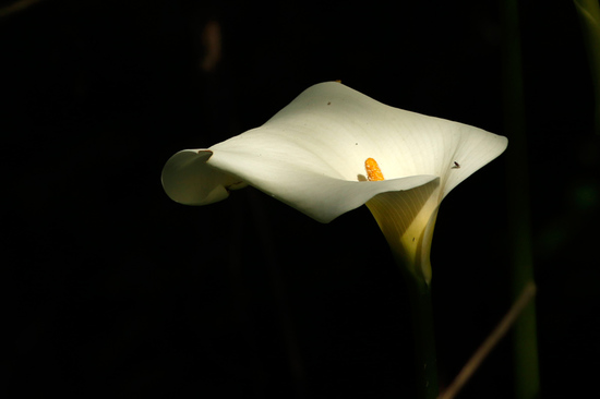 Cala/Calla lilly