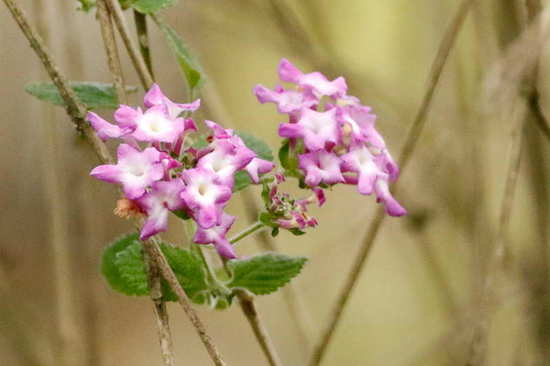 Camará morada/Lantana megapotamica