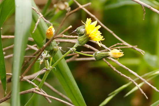 Cerraja/Sow thistle