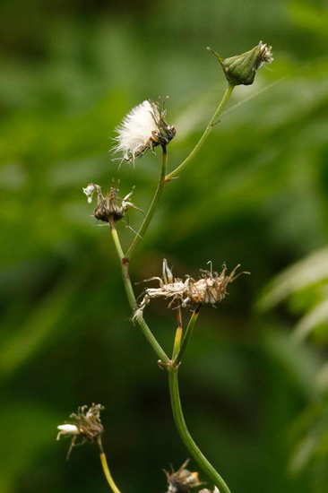 Cerraja/Sow thistle