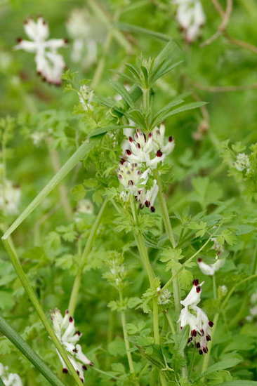 Flor de pajarito/Whiteflower fumitory