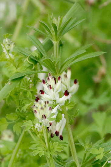 Flor de pajarito/Whiteflower fumitory