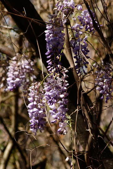 Glicina/Chinese wisteria