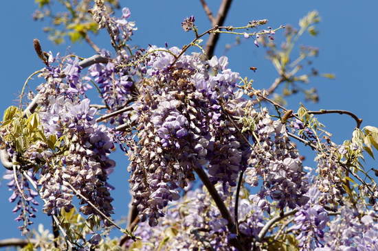 Glicina/Chinese wisteria