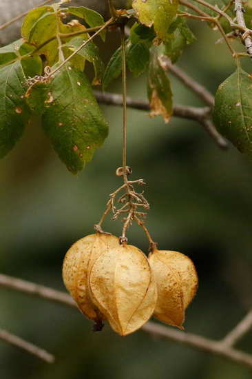 Globito cipó/Balloon vine