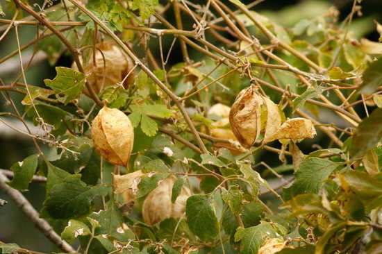 Globito cipó/Balloon vine