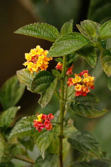 Lantana