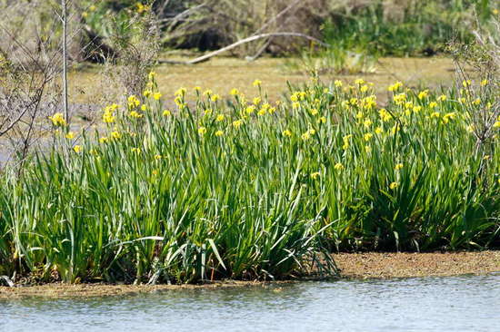 Lirio amarillo/Water yellow flag