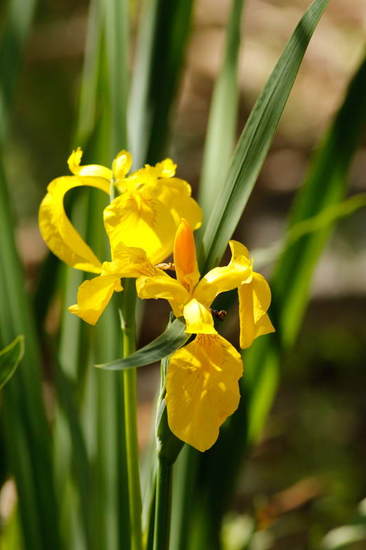 Lirio amarillo/Water yellow flag