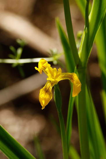 Lirio amarillo/Water yellow flag