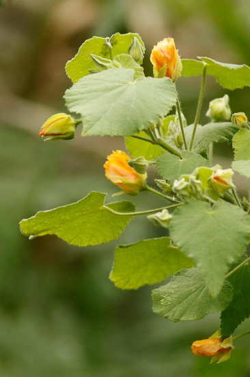 Malvavisco/Hairy Indian mallow