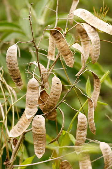 Ñapinday/Acacia bonariensis