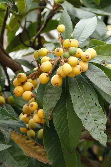 Níspero/Loquat