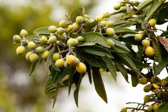 Níspero/Loquat